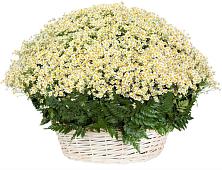 Цветочная композиция из Ромашки в корзине #REPLACE_PRED# Печорах